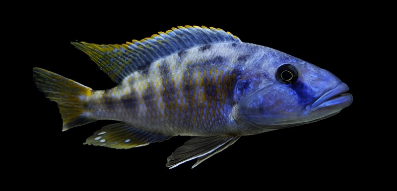 Tyrannochromis nigriventer